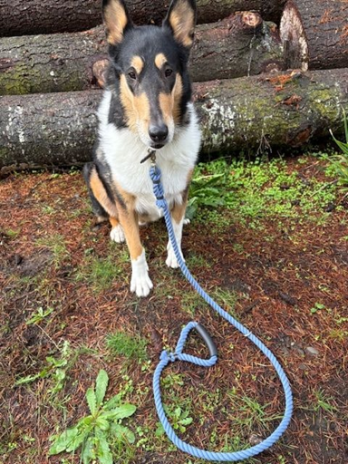 Cotton Rope Dog Leash